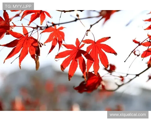 霜叶红于二月花：一曲秋日恋歌，一世情深缱绻